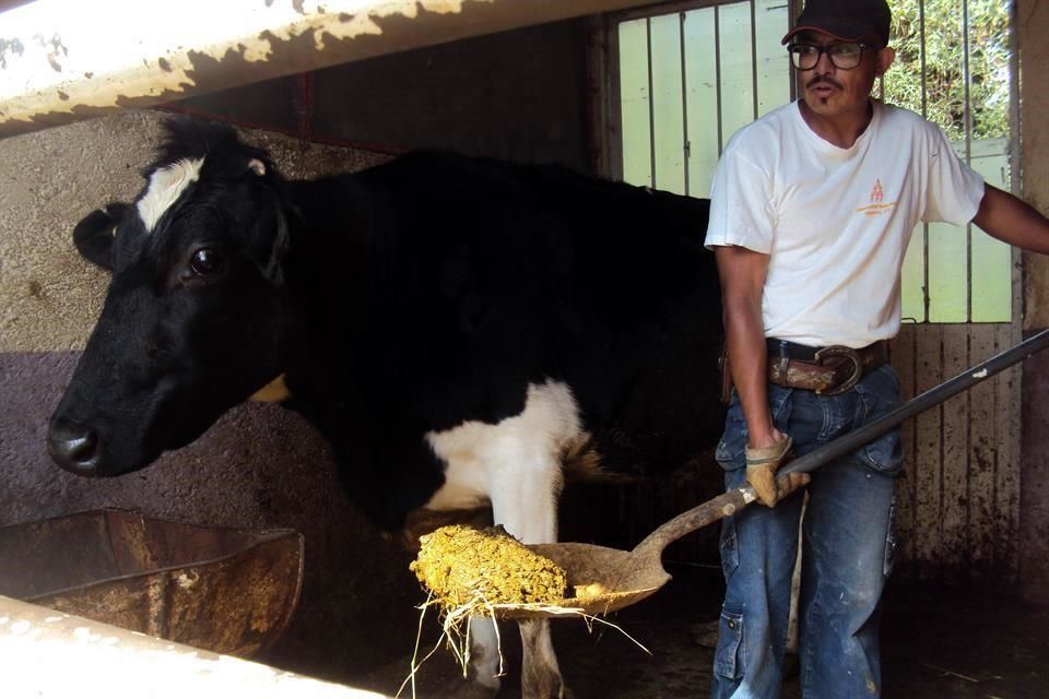 Extraen gas metano de desechos de ganado Entre Veredas