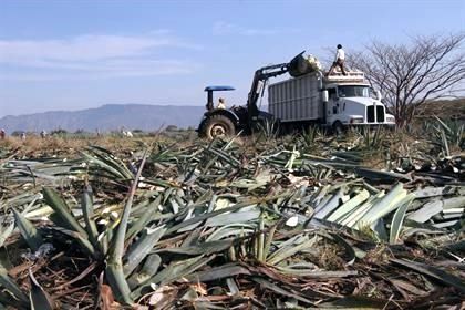 precio plantas de agave azul precio plantas de agave azul