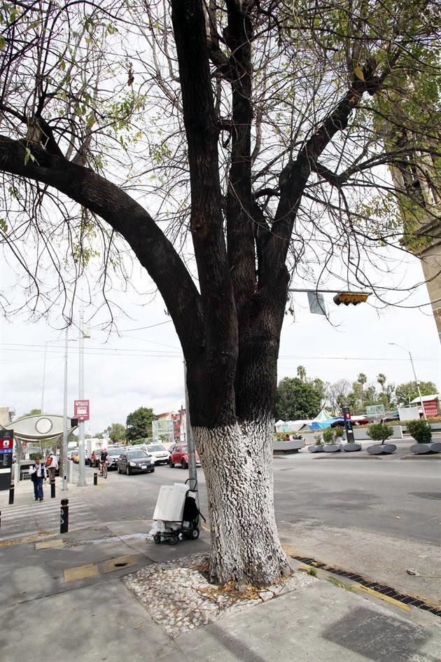 Daña encalar árbol