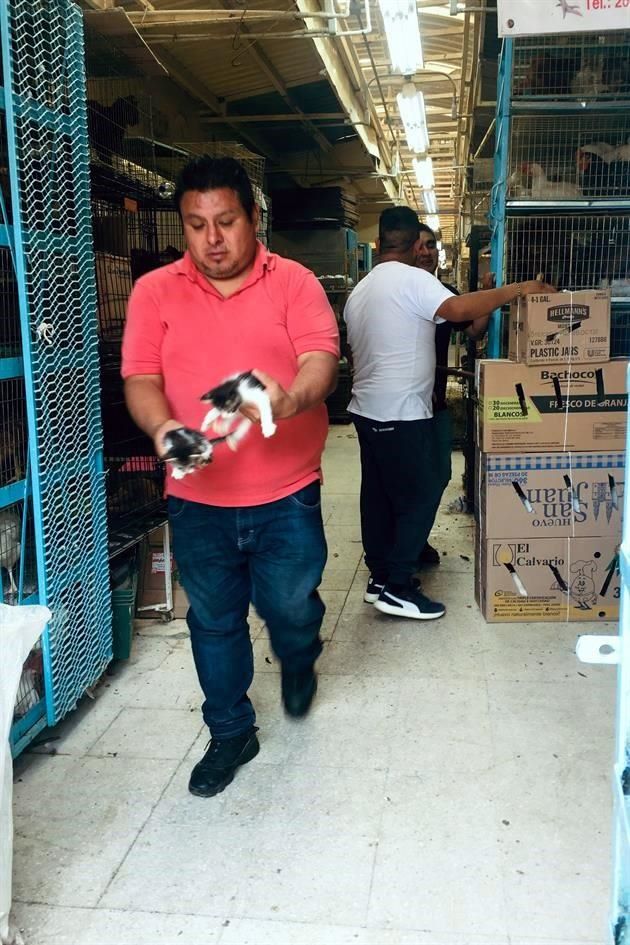 Mercado de sonora animales precios