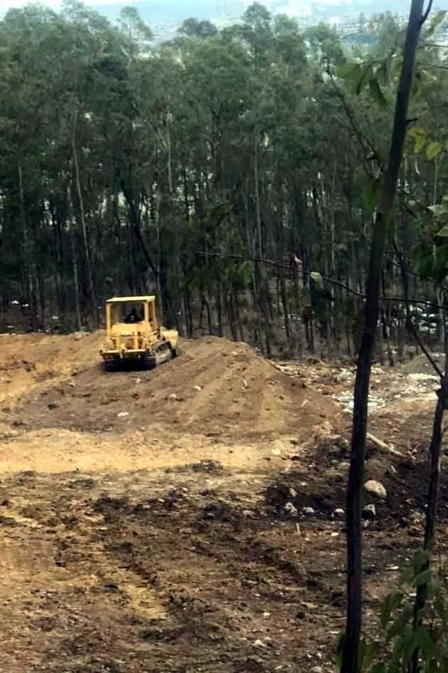 Derriban mil árboles ilegalmente en Edomex