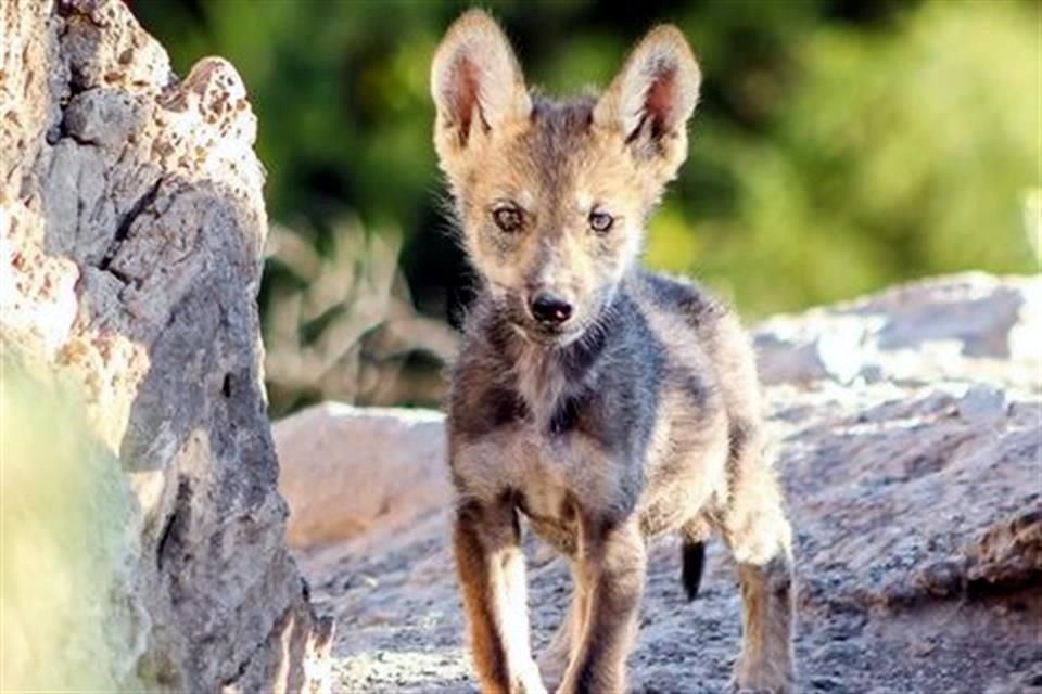 Reportan nacimiento de 11 crías de lobo gris