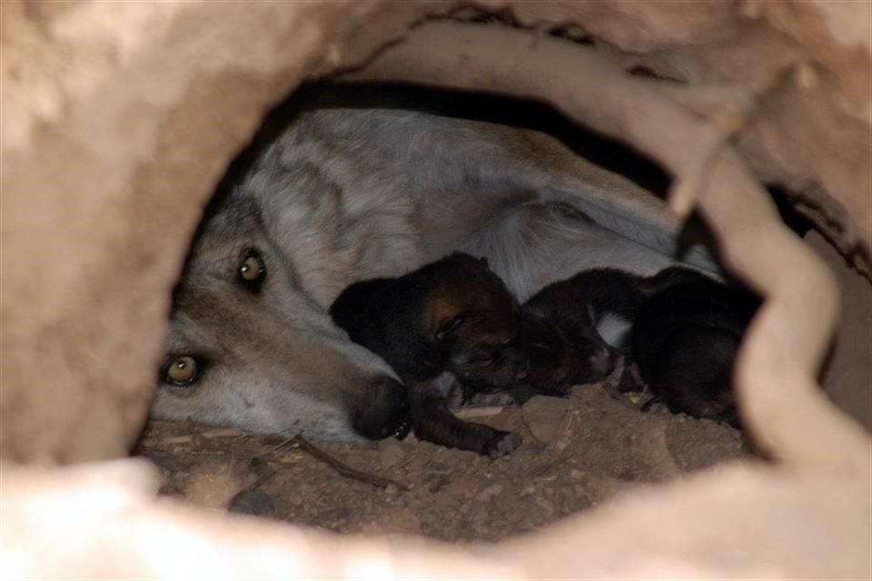 Reportan nacimiento de 11 crías de lobo gris