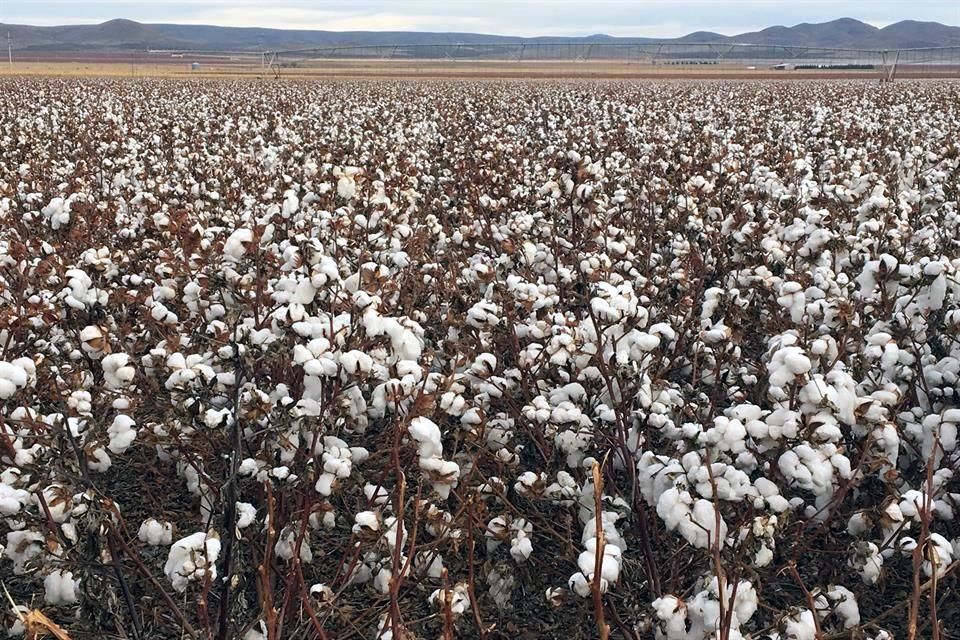 Chihuahua: 'fábrica' De Algodón Del País