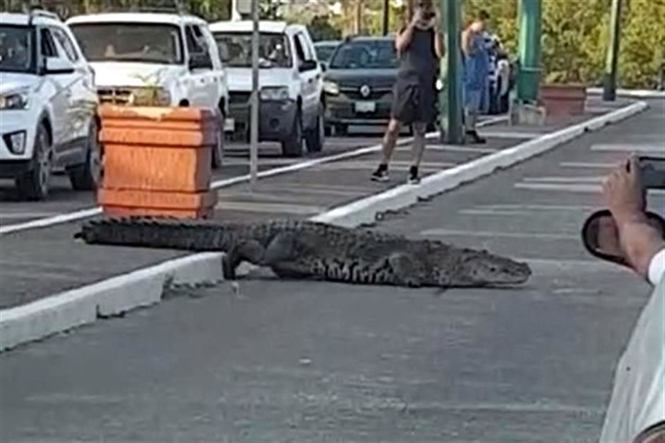 Para cocodrilo vialidad en Tampico