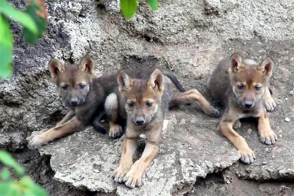 Nacen tres lobos grises en Coahuila