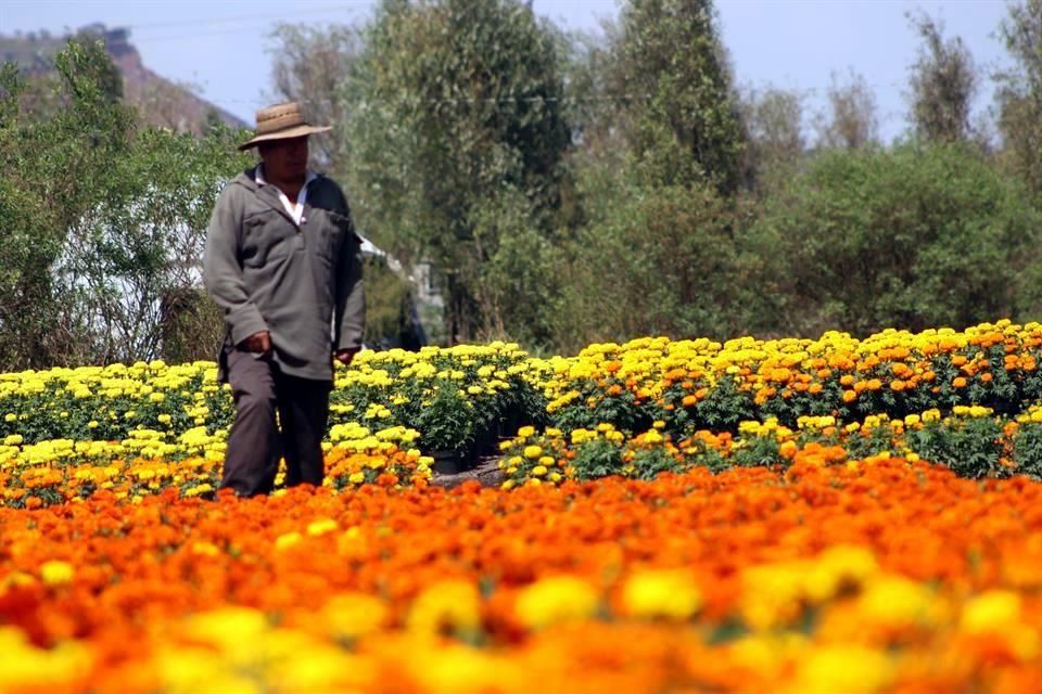 Cuidan las flores para los muertos