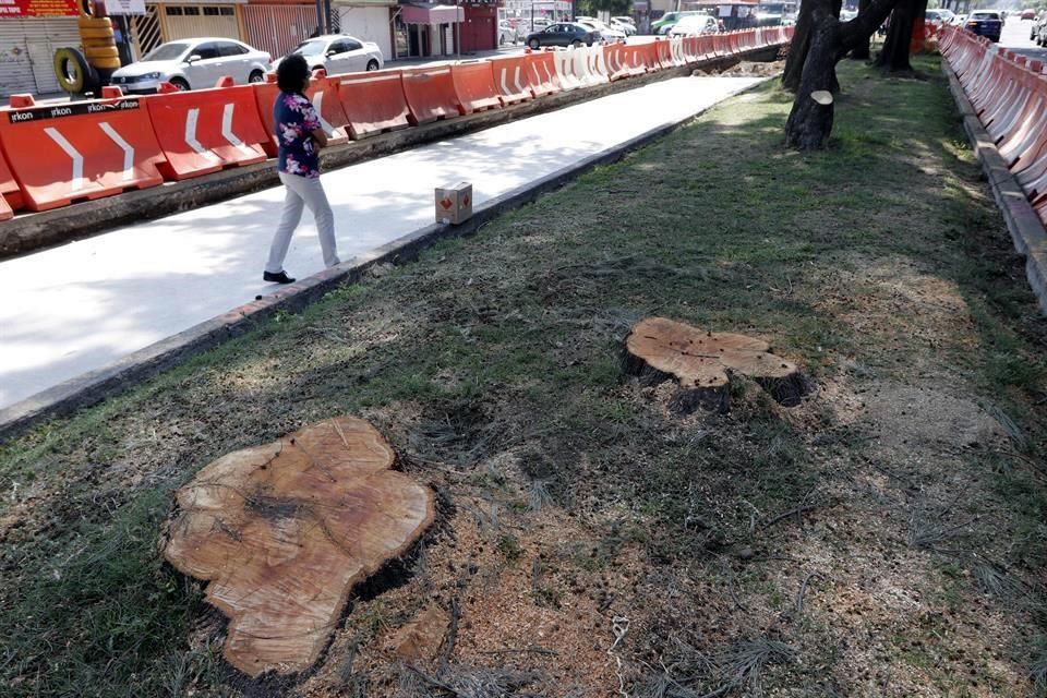 Talan árboles por obra de Metrobús 5