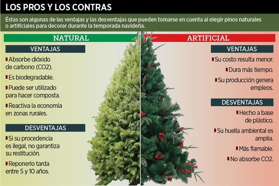 Desmienten mitos de comprar pinos naturales para Navidad