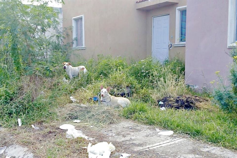 Abandonan 50 mil casas del Infonavit en el Estado