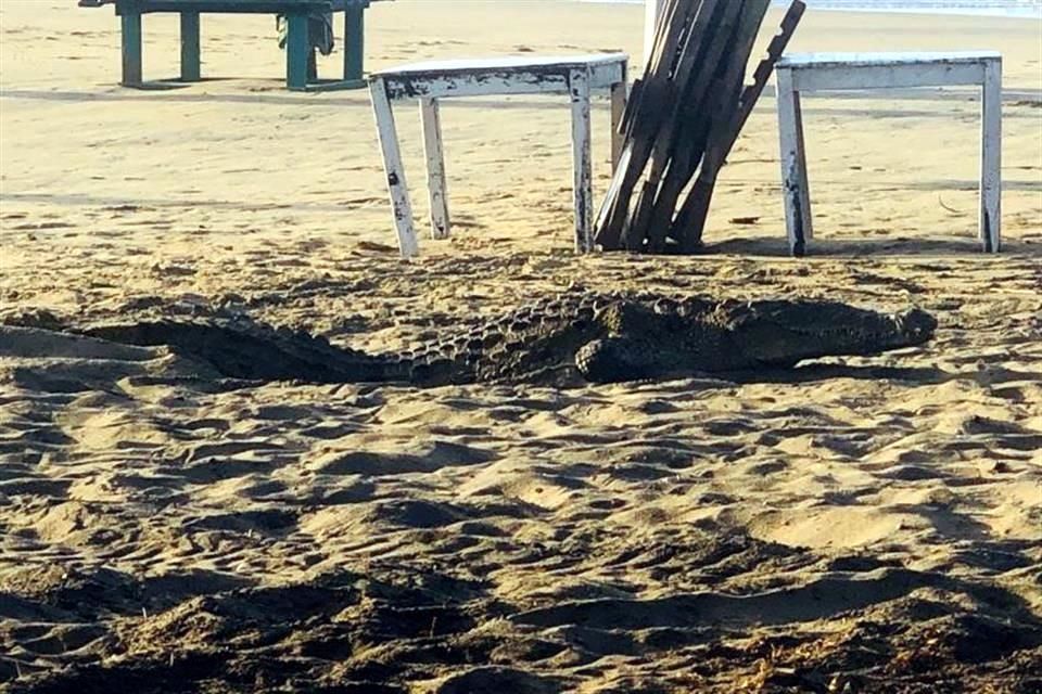 Atrapan al 'coco' en playa de Manzanillo