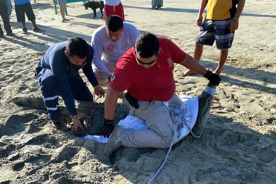 Atrapan al 'coco' en playa de Manzanillo