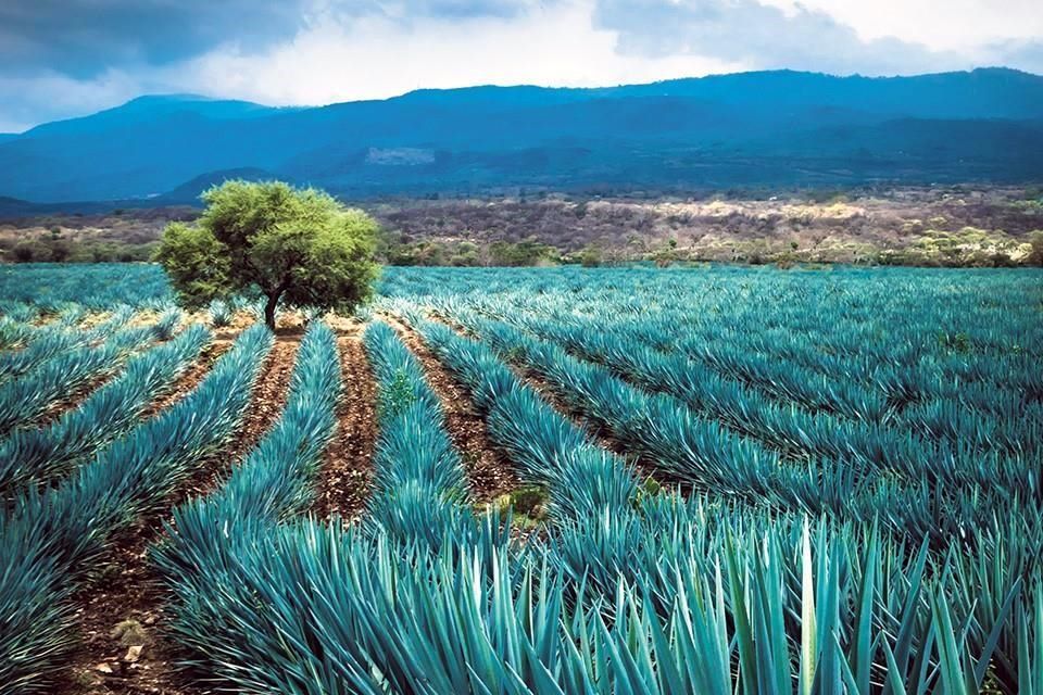 Cae precio del agave, víctima de la pandemia