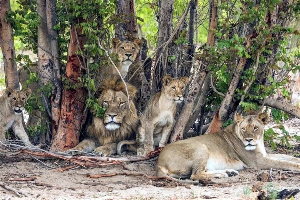 África 'saca las garras' para cuidar al león