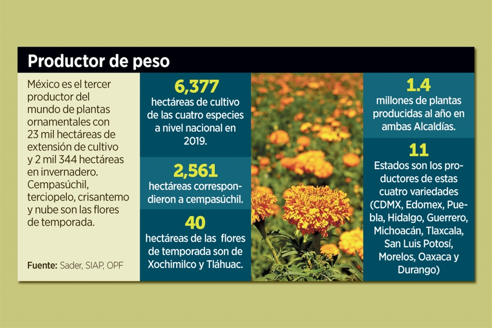 Se 'marchita' la siembra de flor de cempasúchil