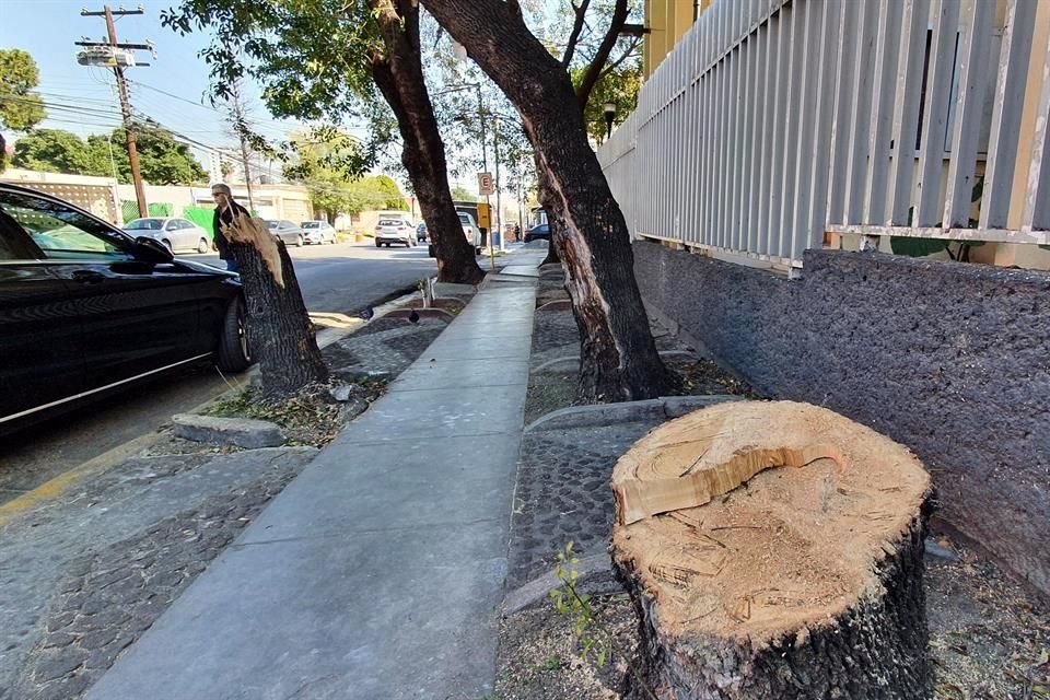 Reclaman en zona Tec por tala de seis árboles