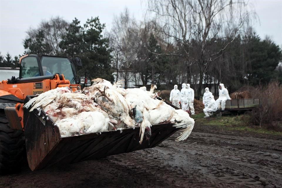Resultado de imagen para gripe aviar en seres humanos rusia