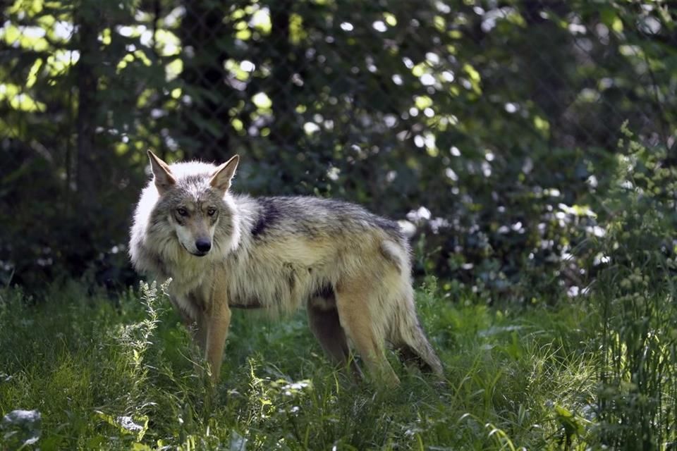 Lobo mexicano incrementa población en EU