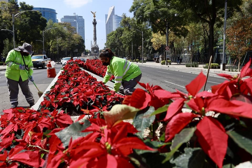 El color de nochebuena