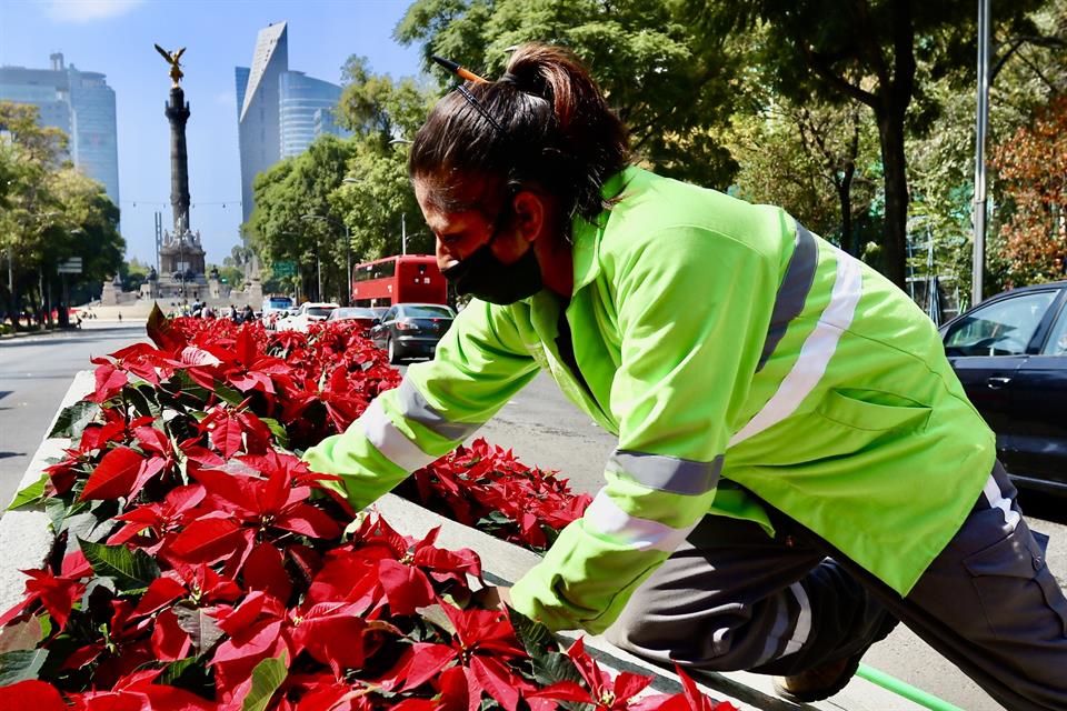 El color de nochebuena