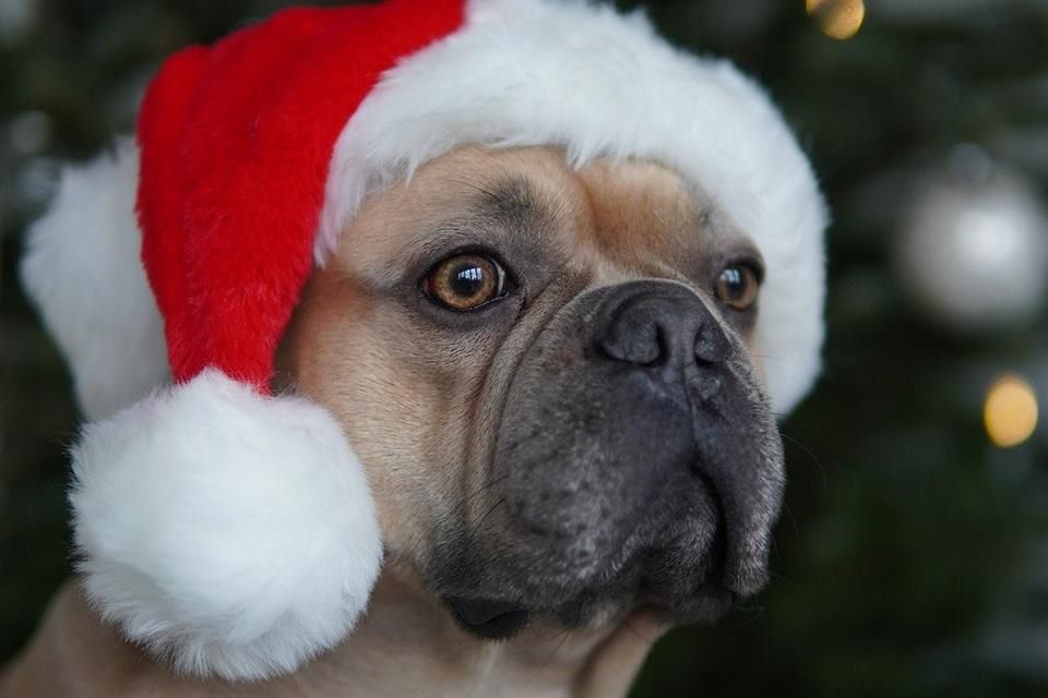 Navidad segura: 10 tips para cuidar a tus mascotas