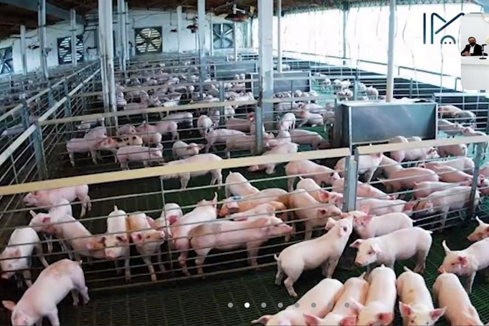 Crea IP instituto para impulsar la porcicultura