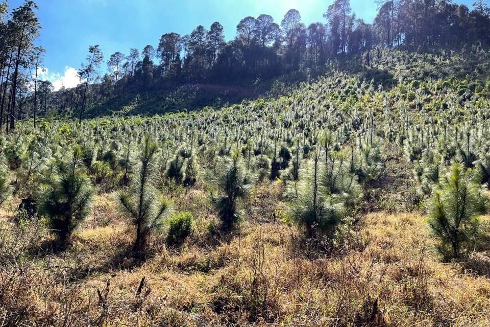 Restauración Y Compensación Forestal, Objetivos De La APEAM