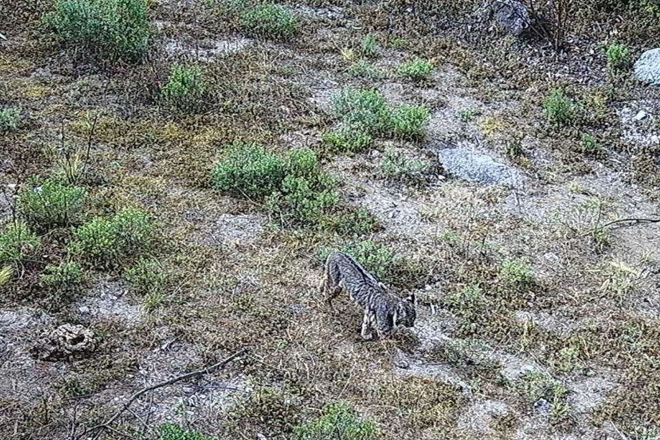 Avistan lince en Desierto de los Leones