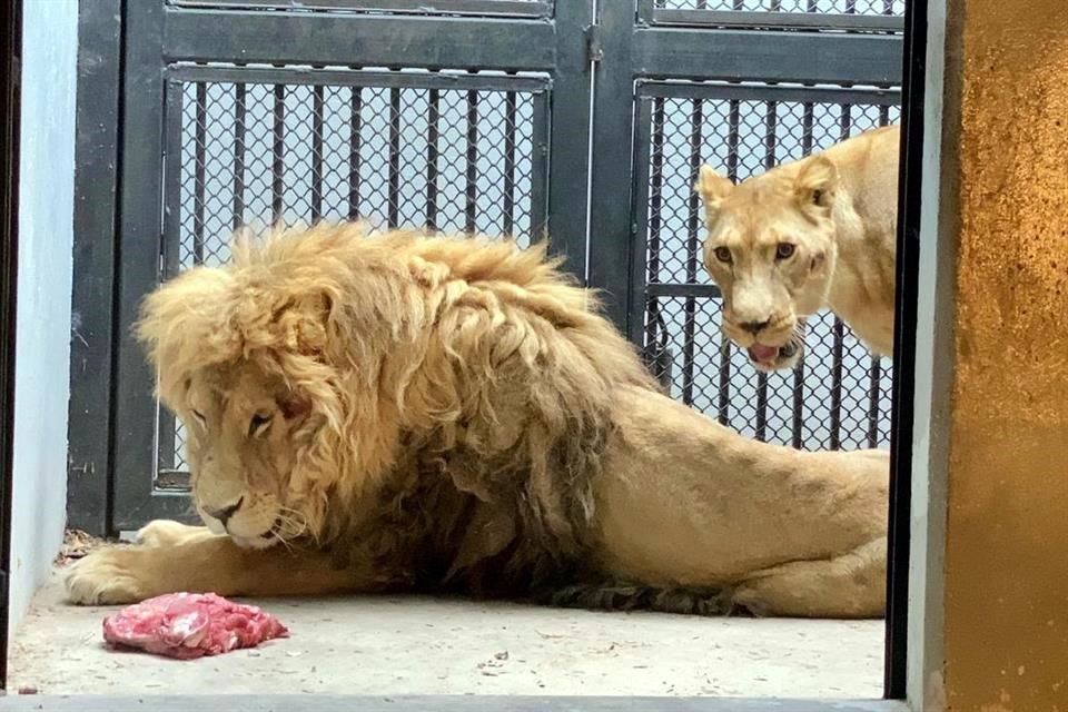 Atienden a leones de BJWT en estado crítico en Chapultepec