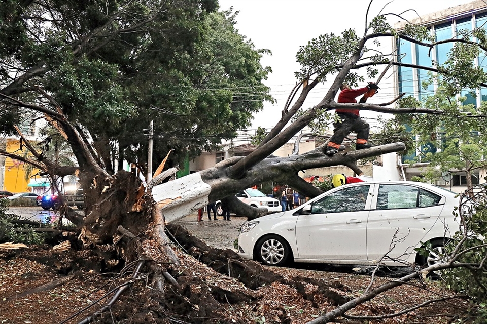 Demandan a Guadalajara por baches y árboles