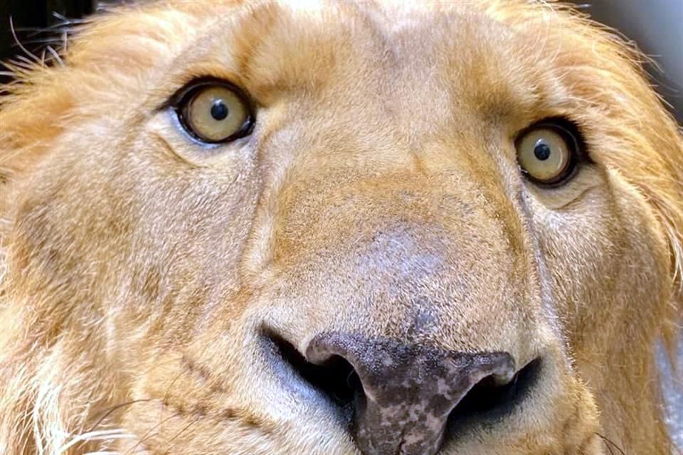 Extraen plásticos y cuerpos extraños de leones rescatados