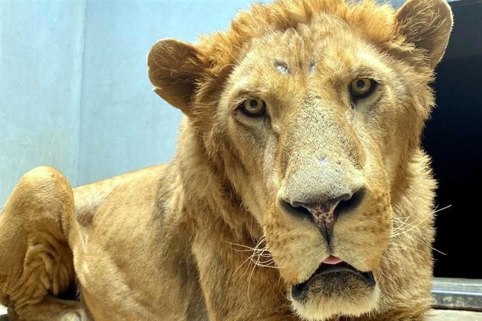 Extraen plásticos y cuerpos extraños de leones rescatados