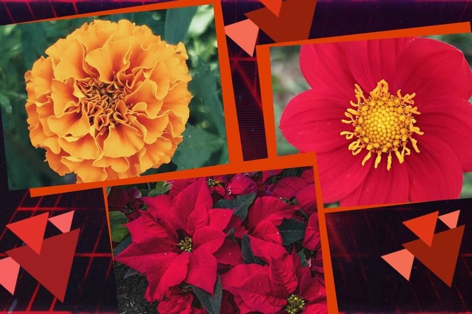 Orgullo nacional: 5 flores originarias de México