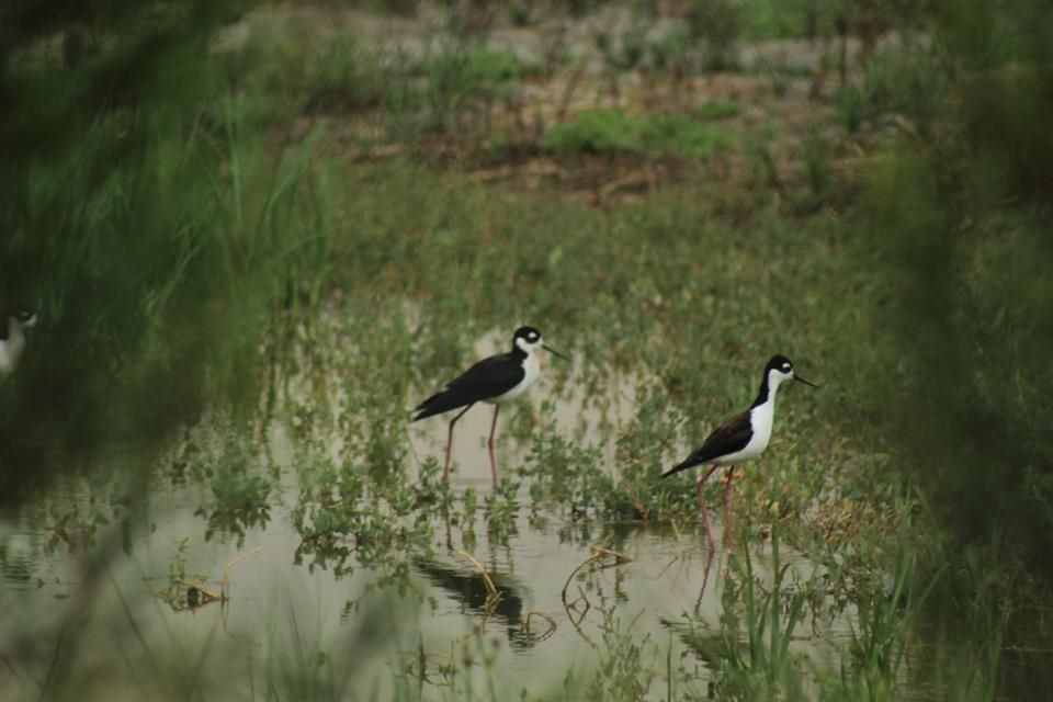 Encabezan perros ferales fauna en Desierto de los Leones