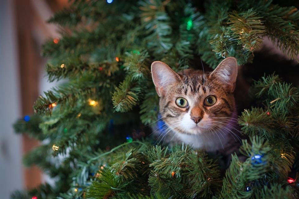 Navidad segura: así puedes evitar riesgos para las mascotas