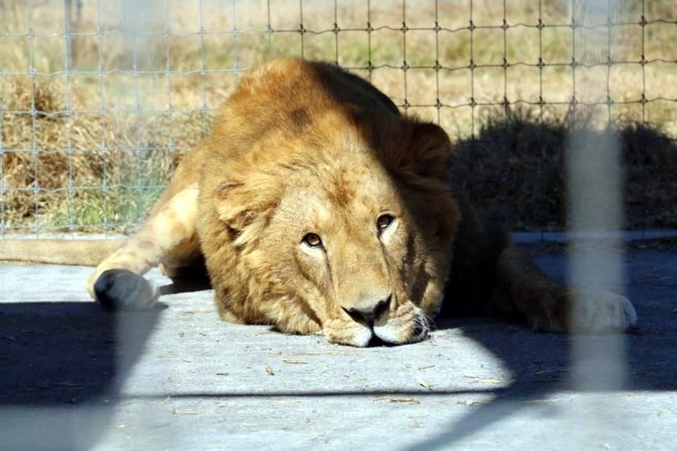 Retiran últimos felinos de refugio del Ajusco