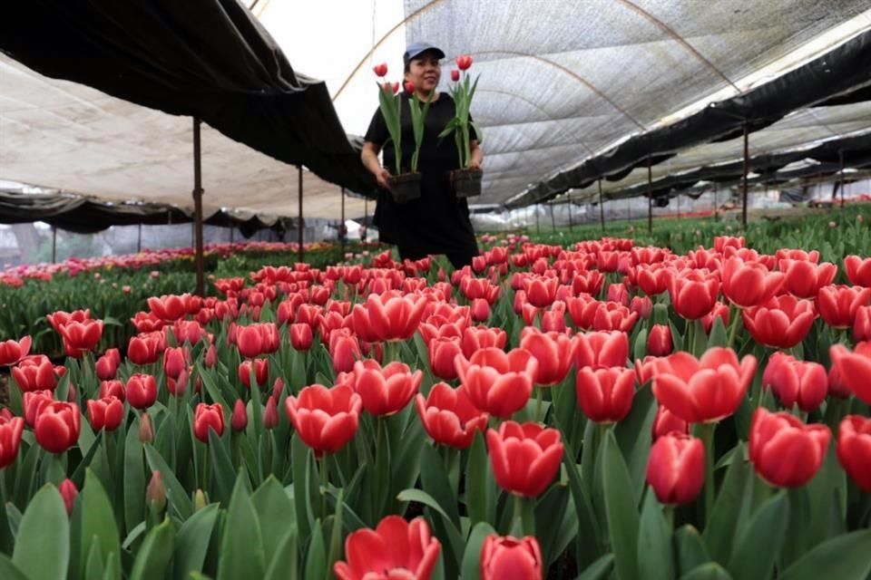 Preparan colorear San Valentín con tulipanes