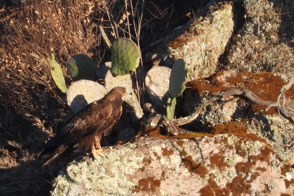 Detectan 18 ejemplares de águila real en Jalisco