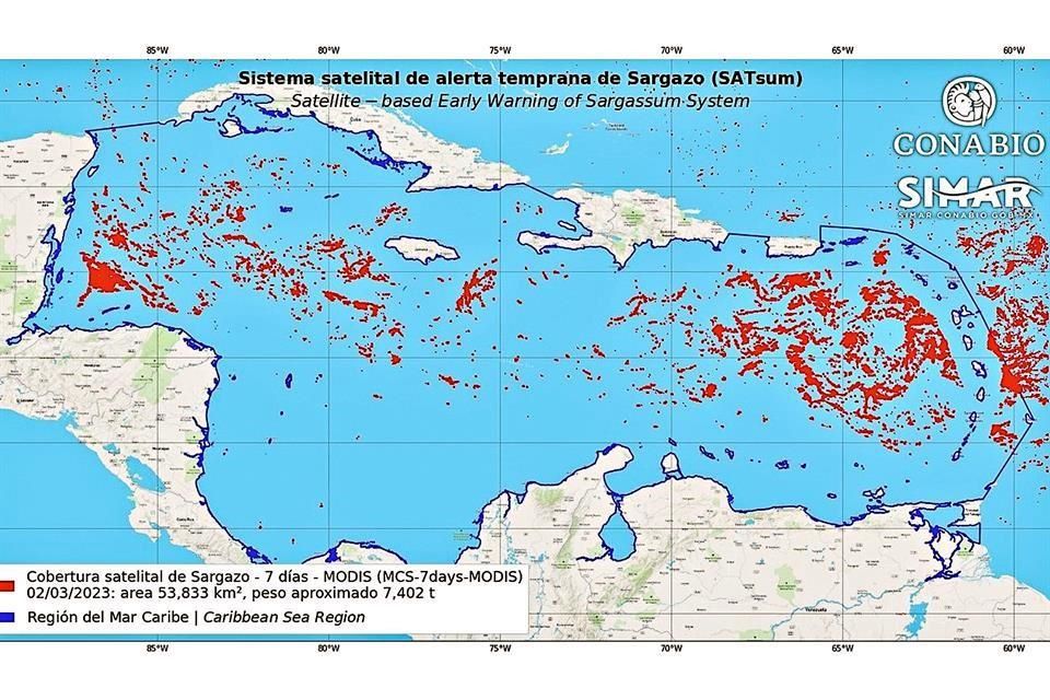 Apenas vienen vacaciones y ya tapiza sargazo playas en QR