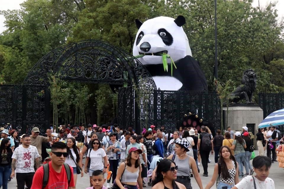 Visitan capitalinos al panda gigante de Chapultepec