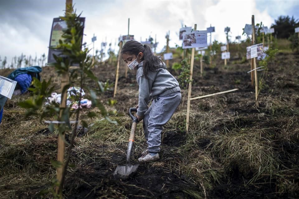 Plantan árboles con cenizas de víctimas de Covid en Colombia
