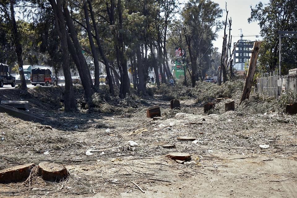 Subirá temperatura en la Ciudad por falta de árboles