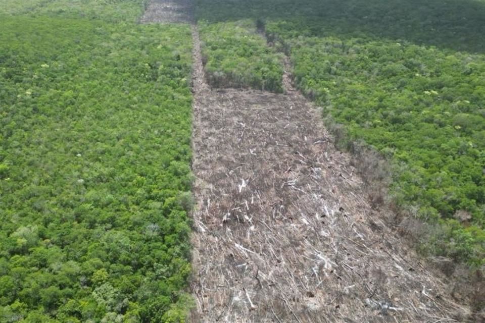 Clausuran 2 mil hectáreas de selva por desmonte de menonitas – Reforma