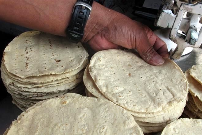 Avanza maíz blanco en EU por tortilla